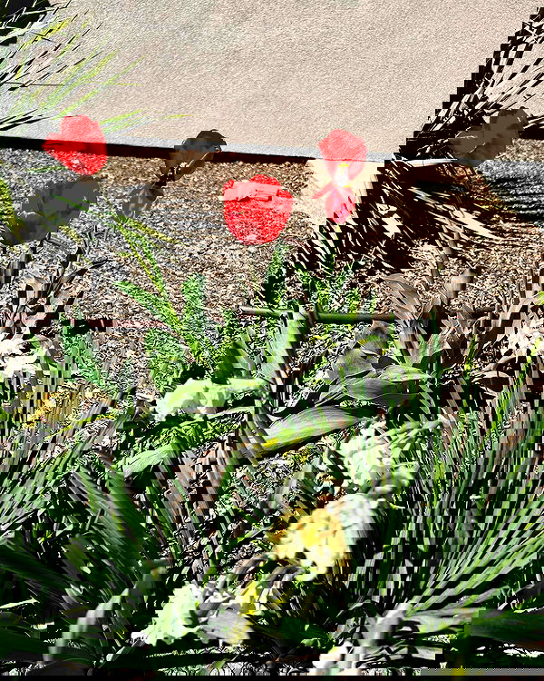 _animechika_ _animechika_ archive image