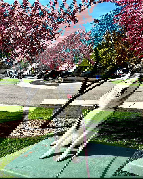 _animechika_ _animechika_ archive image