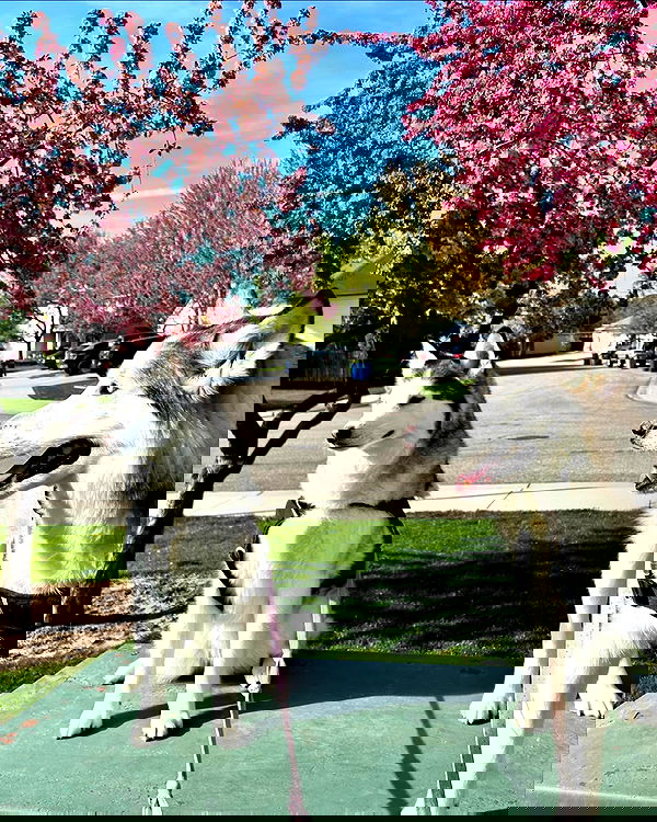 _animechika_ _animechika_ archive image