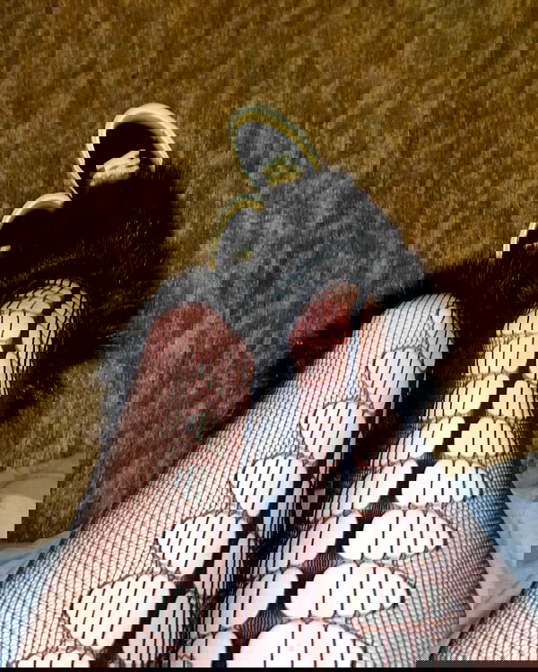 _animechika_ _animechika_ archive image