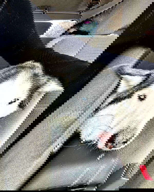 _animechika_ _animechika_ archive image