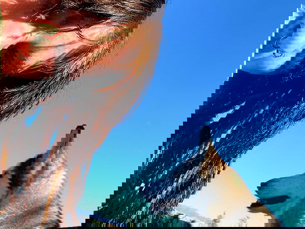 _animechika_ _animechika_ archive image