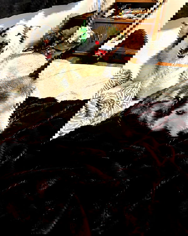 _animechika_ _animechika_ archive image