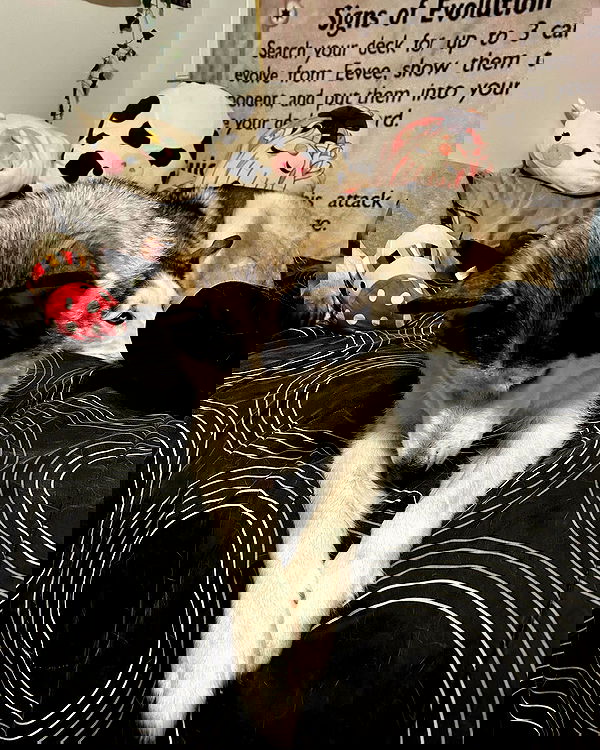 _animechika_ _animechika_ archive image