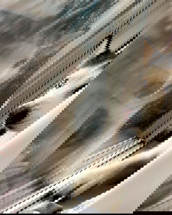 _animechika_ _animechika_ archive image