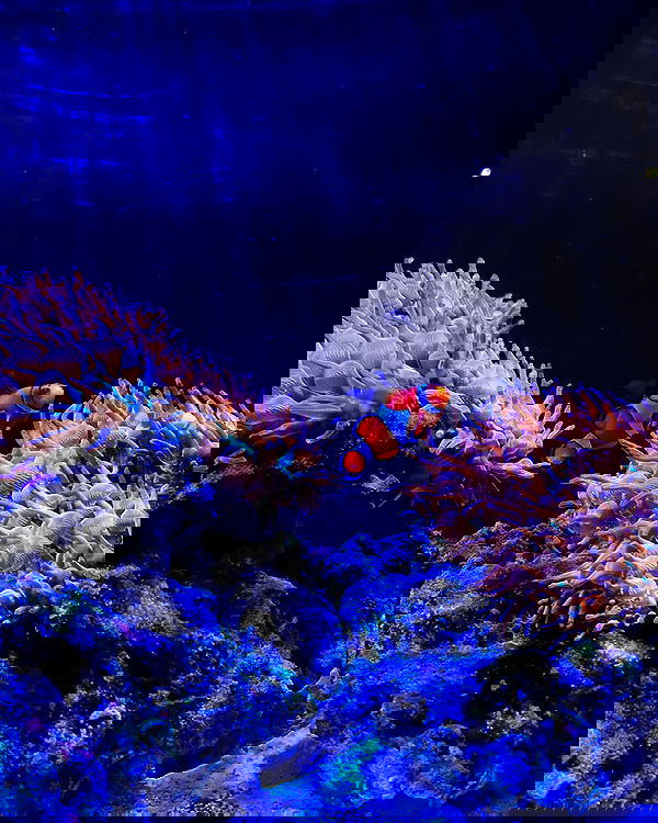 _animechika_ _animechika_ archive image