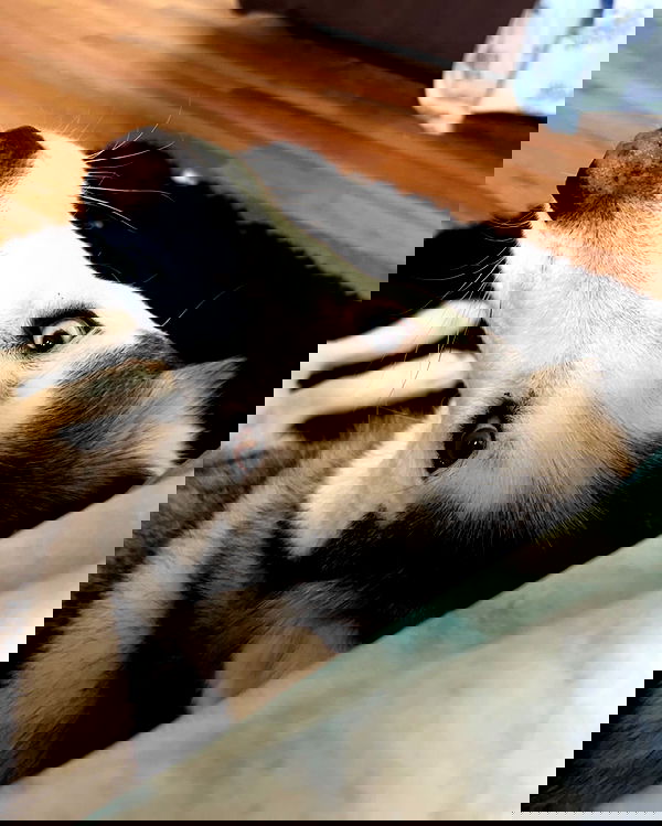 _animechika_ _animechika_ archive image