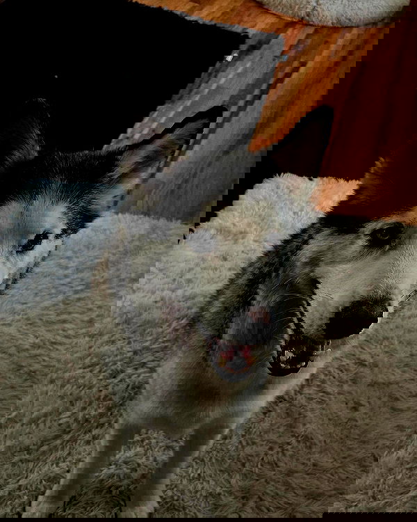 _animechika_ _animechika_ archive image