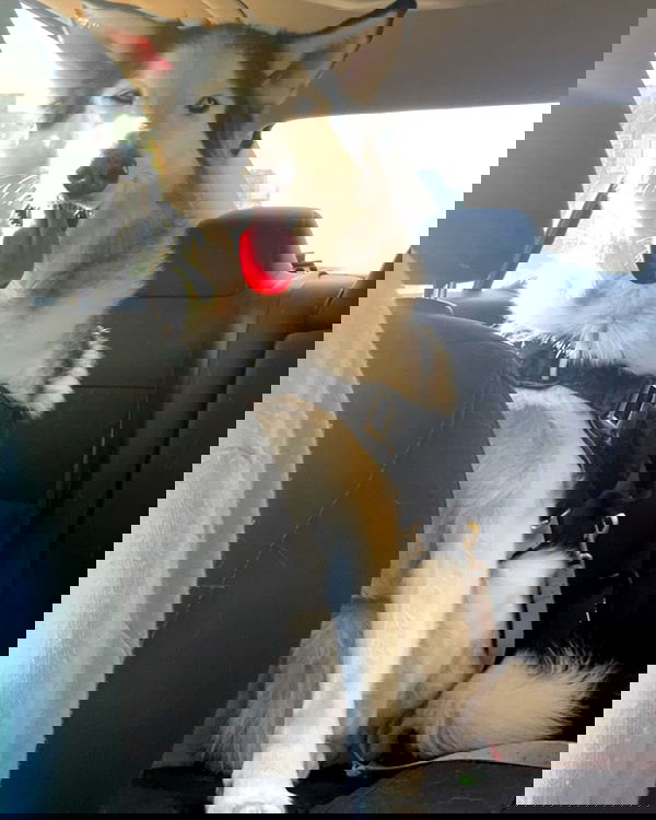 _animechika_ _animechika_ archive image