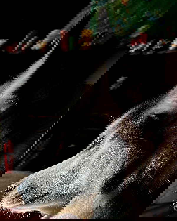 _animechika_ _animechika_ archive image