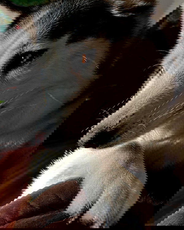 _animechika_ _animechika_ archive image