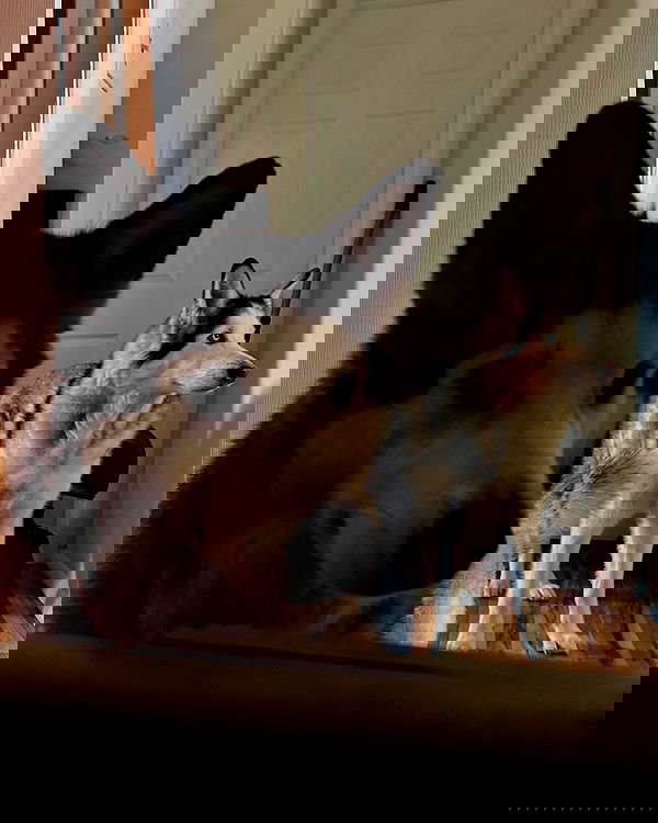 _animechika_ _animechika_ archive image