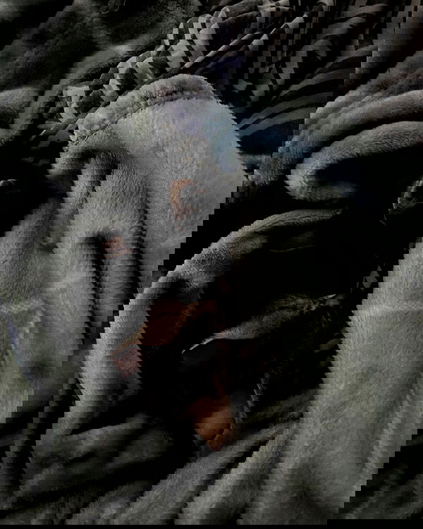 _animechika_ _animechika_ archive image