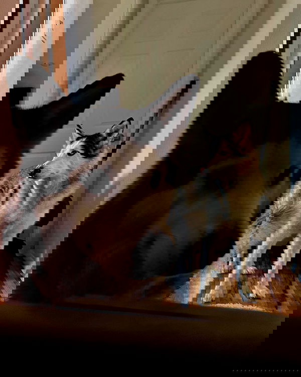 _animechika_ _animechika_ archive image