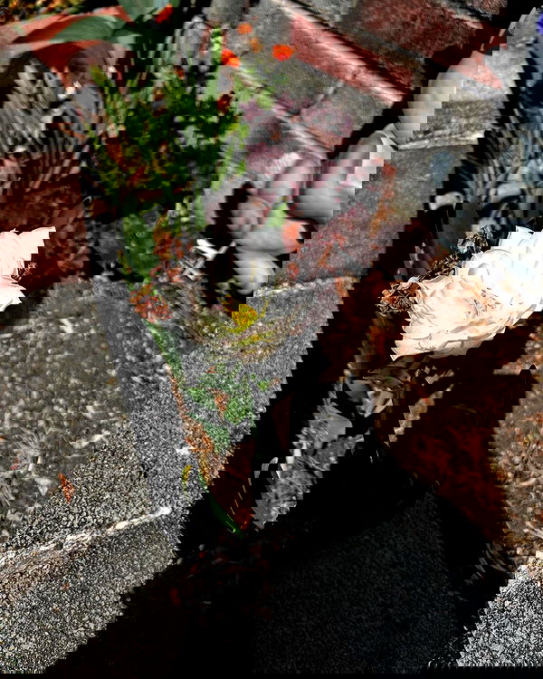 _animechika_ _animechika_ archive image