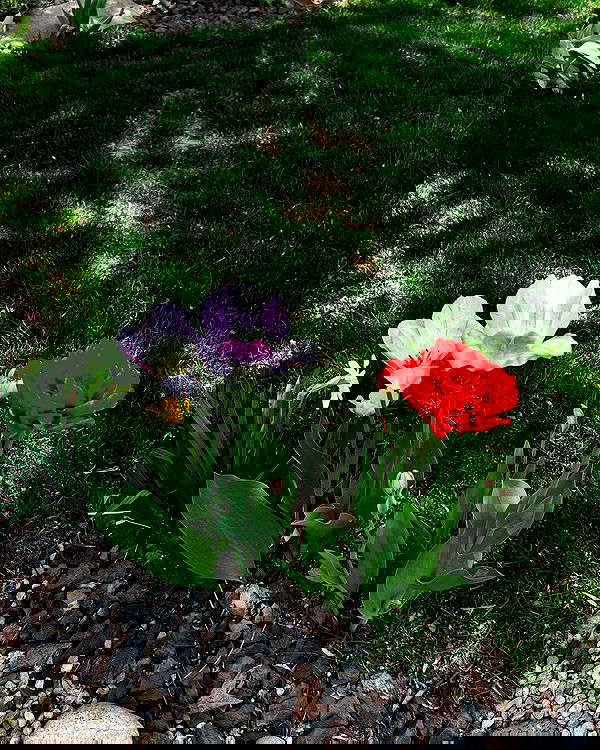 _animechika_ _animechika_ archive image