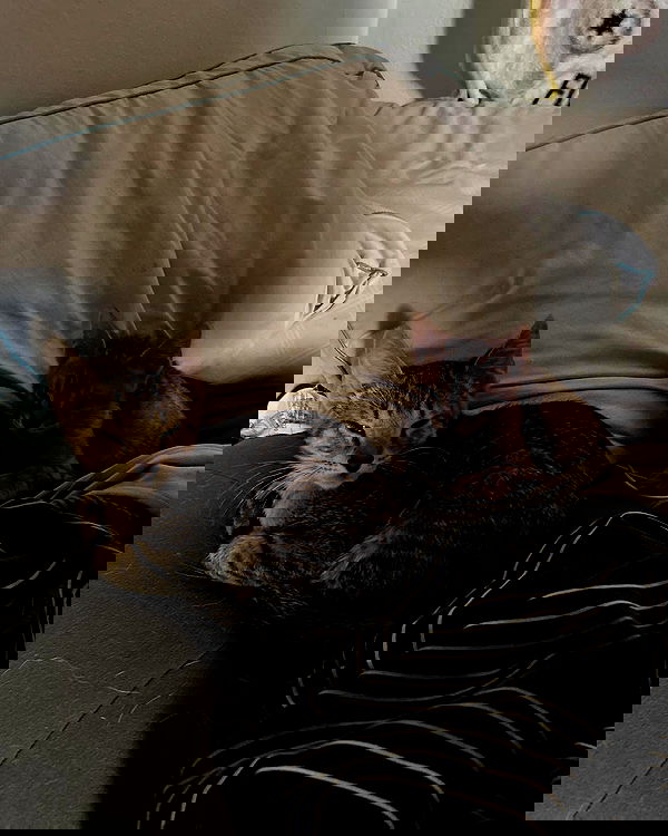 _animechika_ _animechika_ archive image