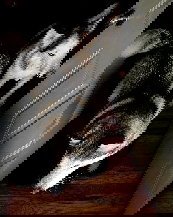 _animechika_ _animechika_ archive image