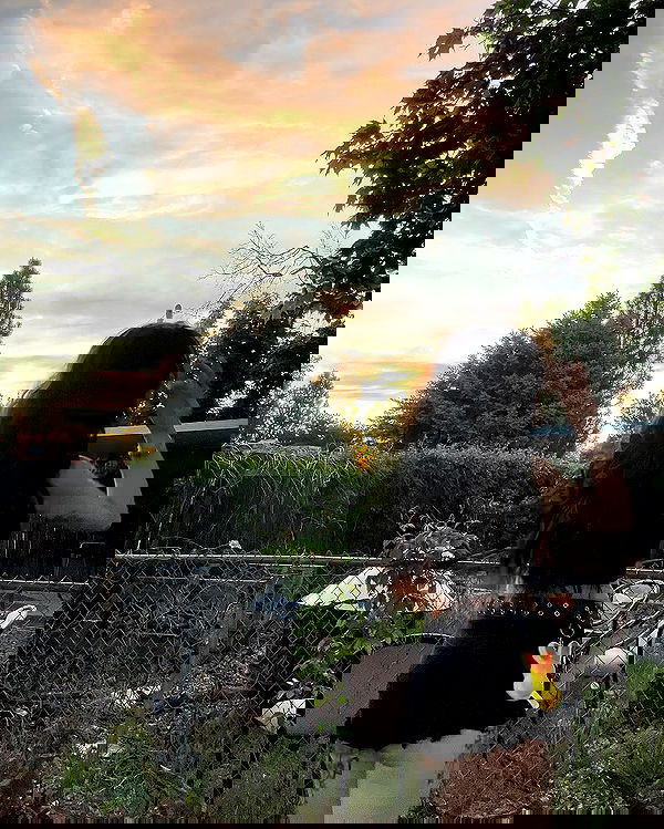 _animechika_ _animechika_ archive image