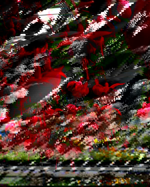 _animechika_ _animechika_ archive image