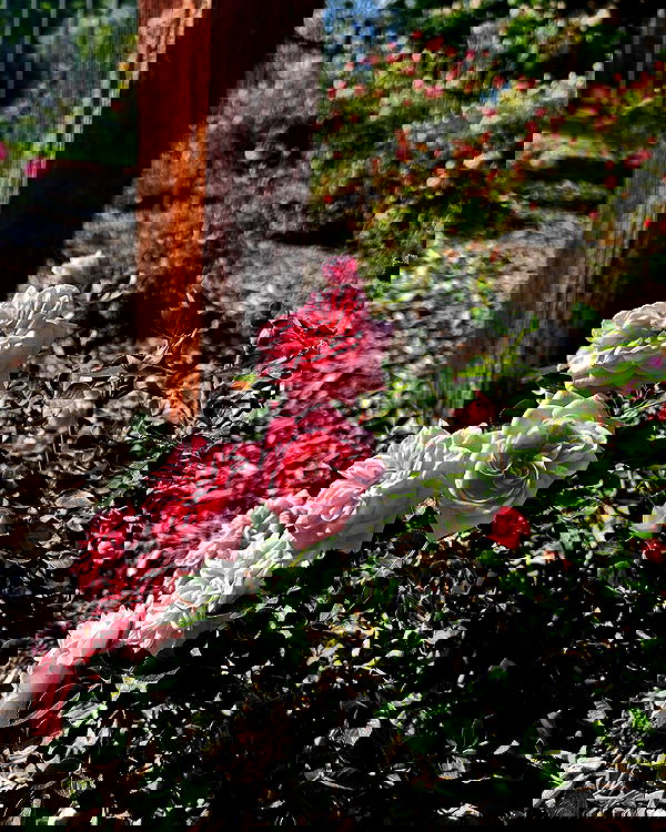 _animechika_ _animechika_ archive image