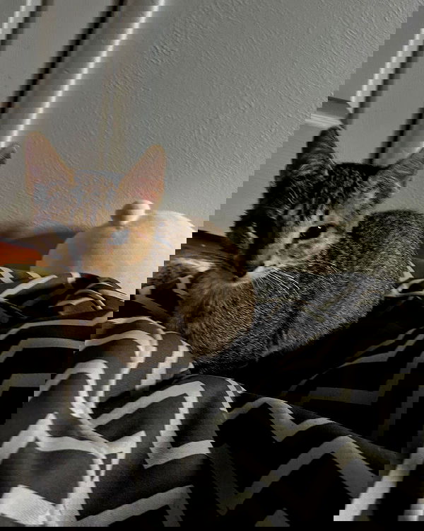 _animechika_ _animechika_ archive image