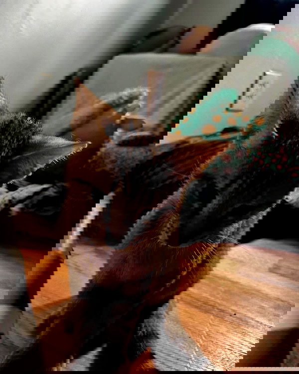 _animechika_ _animechika_ archive image