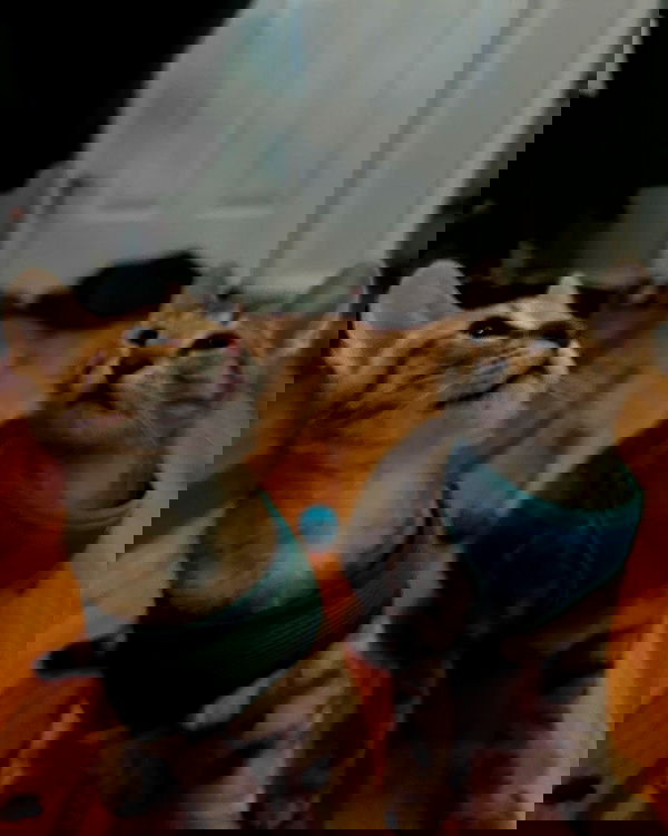 _animechika_ _animechika_ archive image