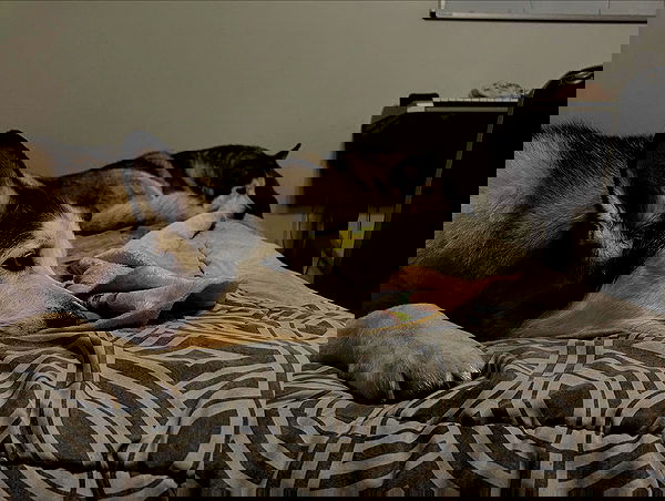 _animechika_ _animechika_ archive image