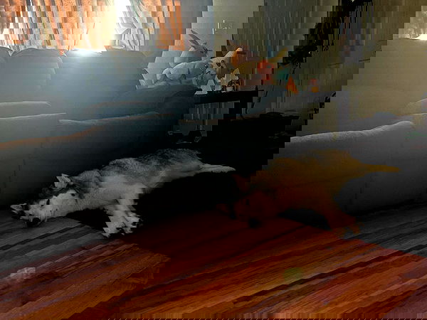 _animechika_ _animechika_ archive image