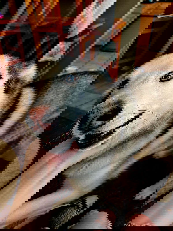 _animechika_ _animechika_ archive image