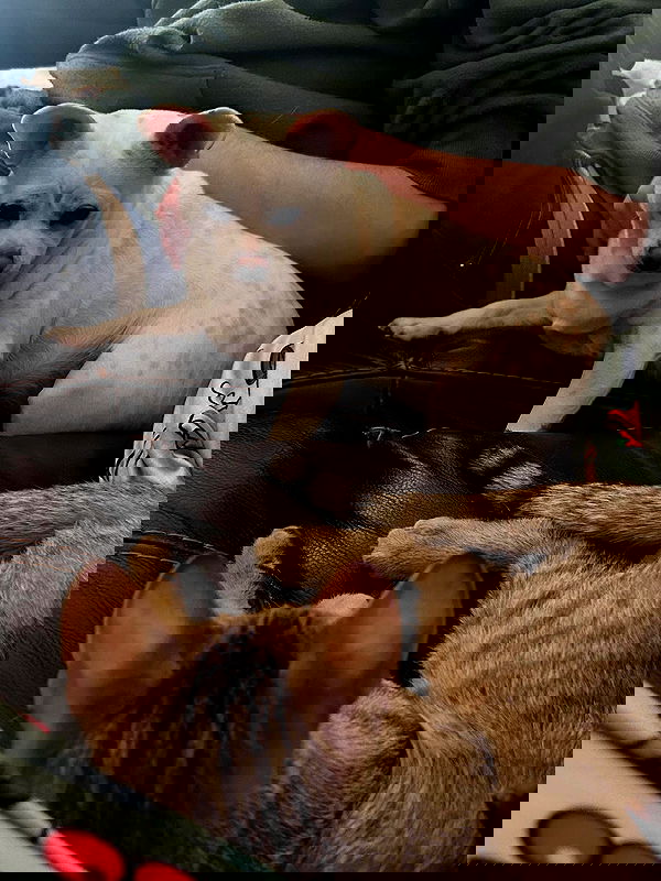 _animechika_ _animechika_ archive image