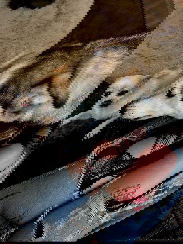 _animechika_ _animechika_ archive image