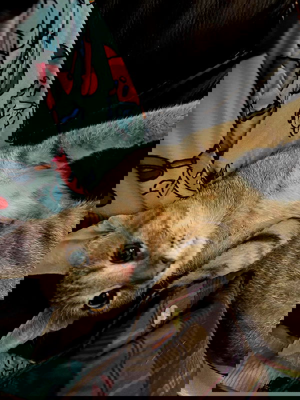 _animechika_ _animechika_ archive image