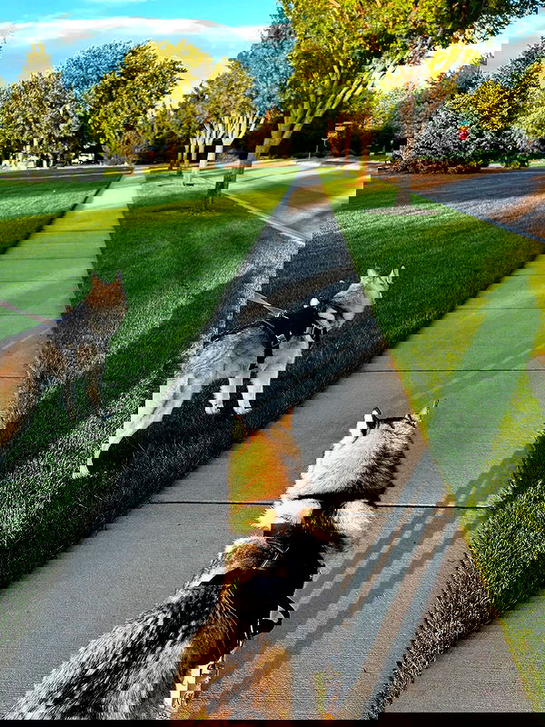 _animechika_ _animechika_ archive image