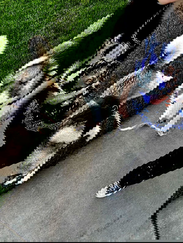 _animechika_ _animechika_ archive image