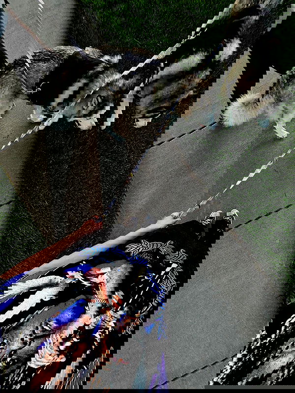 _animechika_ _animechika_ archive image