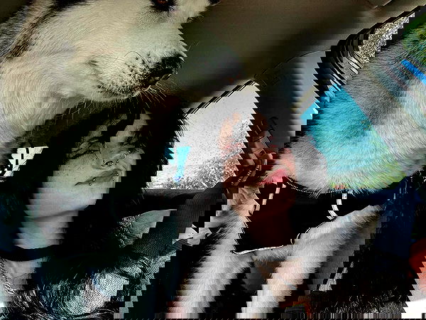 _animechika_ _animechika_ archive image