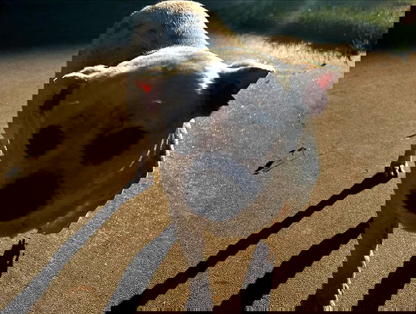 _animechika_ _animechika_ archive image