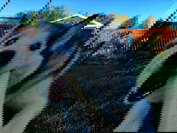 _animechika_ _animechika_ archive image