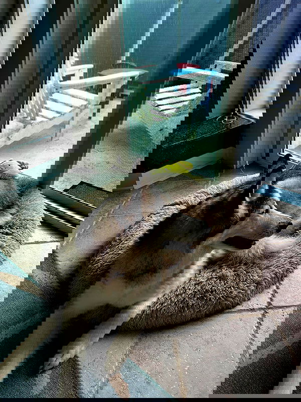 _animechika_ _animechika_ archive image