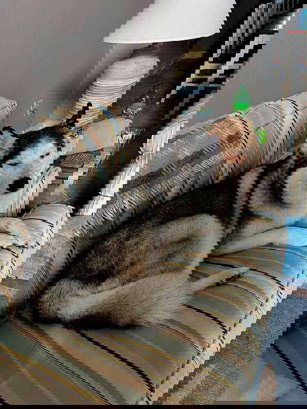 _animechika_ _animechika_ archive image