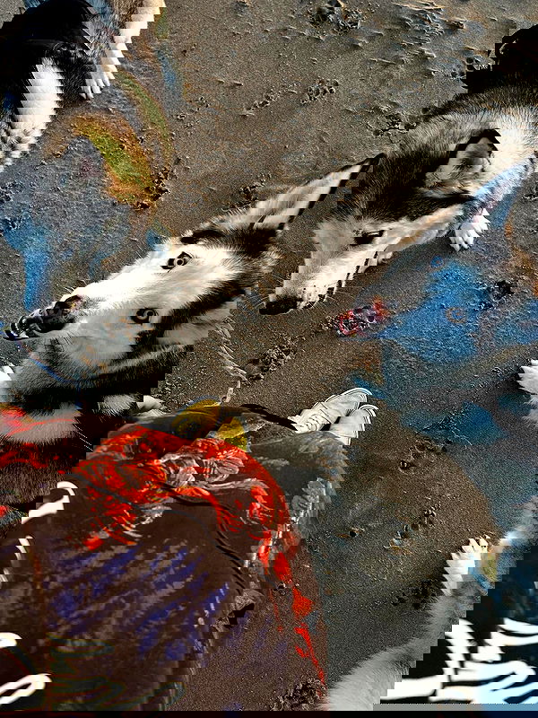 _animechika_ _animechika_ archive image