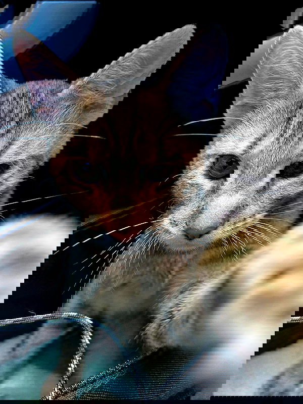 _animechika_ _animechika_ archive image