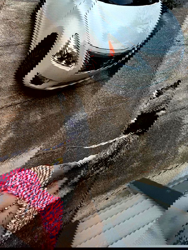 _animechika_ _animechika_ archive image