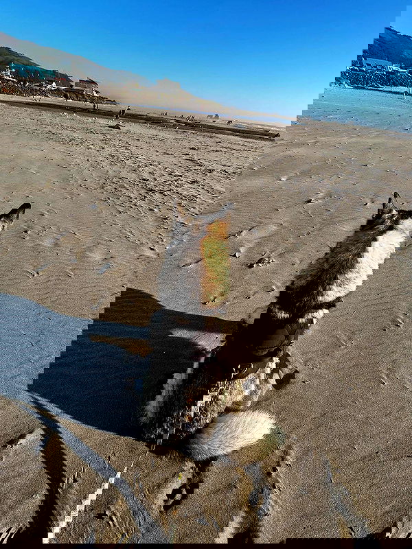 _animechika_ _animechika_ archive image