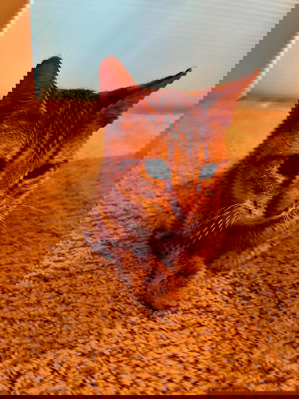 _animechika_ _animechika_ archive image