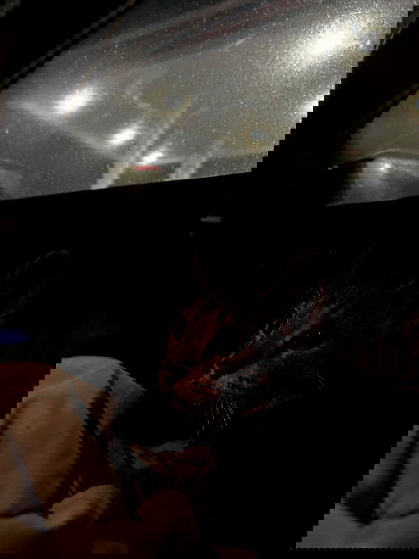 _animechika_ _animechika_ archive image