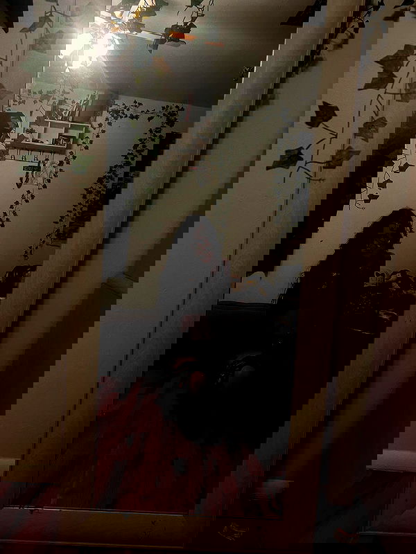 _animechika_ _animechika_ archive image