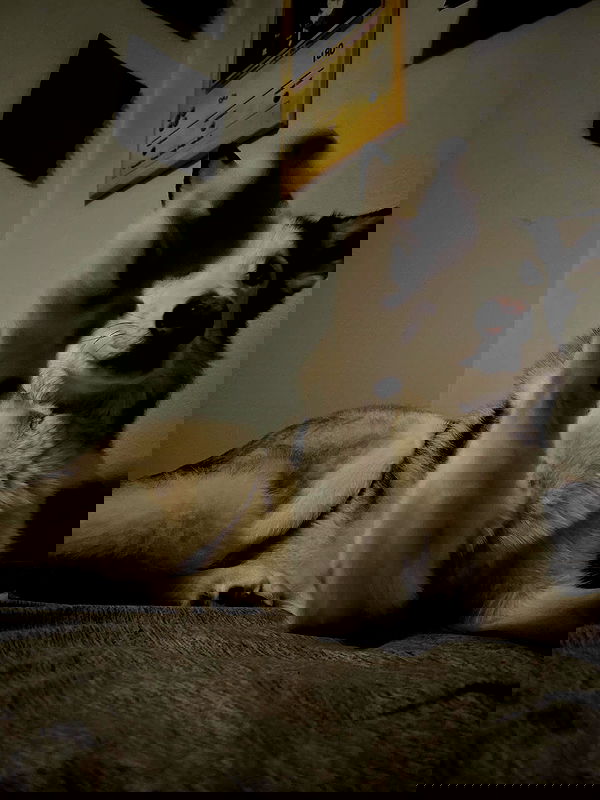 _animechika_ _animechika_ archive image